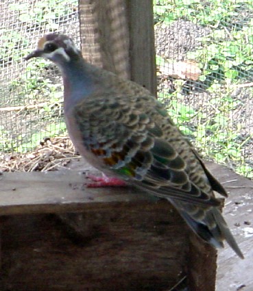 bronzewing.jpg