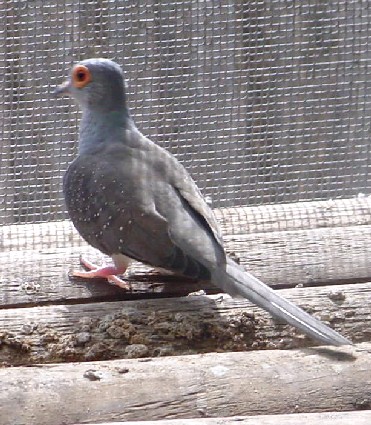 Diamond Dove Breeding