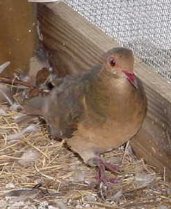 femaleruddyquaildove.jpg