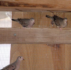 mexicangrounddoves.jpg